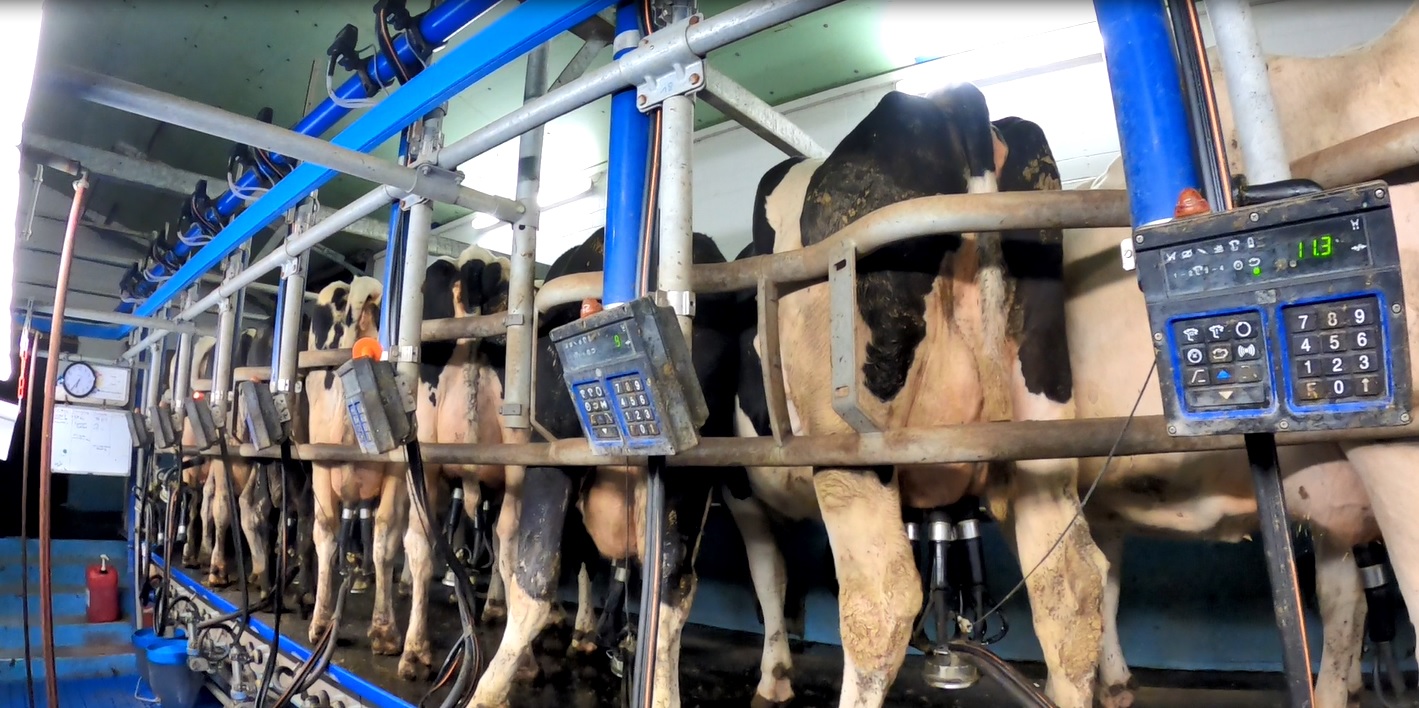 Nach Aufdeckung von Tierquälerei in Milchbetrieb bei Flensburg: