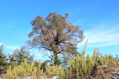 Change Campo Genossenschaft bringt erste „grüne“ Innovation auf den Markt!