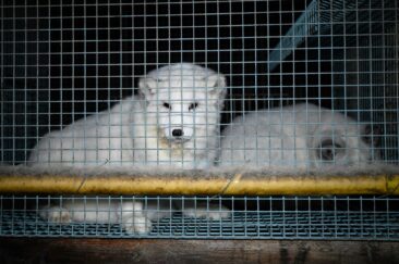 Nach SARS-CoV-2 Ausbrüchen auf europäischen Nerzfarmen: Dt.NGOs fordern mit Positionspapier Pelzfarmverbot
