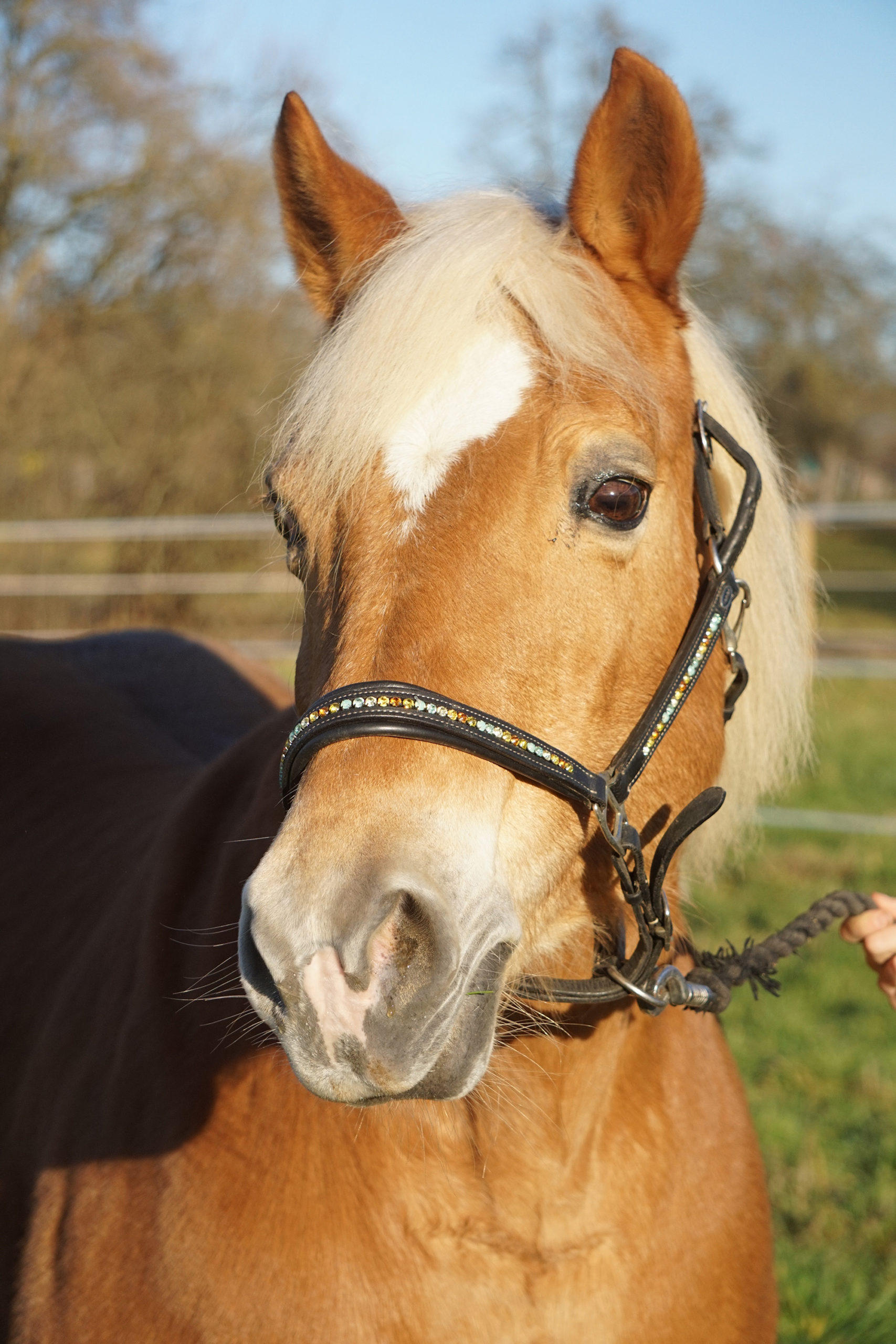 Pferde suchen neuen Besitzer! Rettung vor dem Schlachthof?
