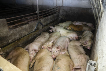 Stellvertretender Bürgermeister von Merzen und CDU-Mitglied in Schweinemast-Skandal involviert