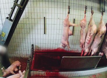 Nach Skandal-Bildaufnahmen: Bio-Schlachthof in Neuruppin schließt