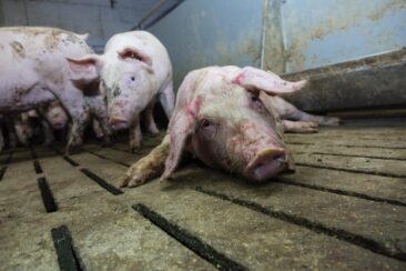 Schon wieder: 7. Fall von Tierquälerei in niedersächsischem Schweinestall aufgedeckt