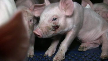 Totgeschlagene Ferkel: Versteckte Kameras dokumentieren massive Gesetzesverstöße in Ferkelzuchtbetrieb Zeven