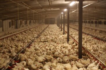 ALDI beendet nicht die Massentierhaltung – Deutsches Tierschutzbüro kritisiert die „Initiative Tierwohl“