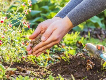 Biodünger mit Langzeitwirkung schafft bessere Erträge