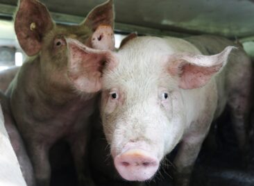 Hitzewelle: Deutsches Tierschutzbüro fordert Verbot von Lebendtiertransporten – 3,7 Mio. Tiere leiden täglich