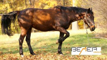 Bemer Magnetfeldtherapie für Tiere – Wirksame und erprobte Heilmethode