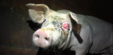 Tierquälerei bei Tönnies-Zulieferer: Staatsanwaltschaft stellt das Verfahren ein