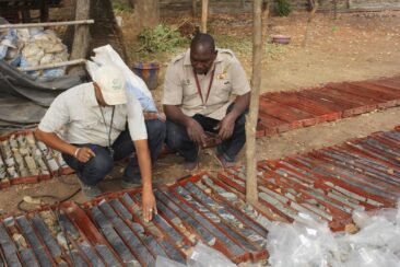 Desert Gold schüttet das Füllhorn aus: 123 Bohrergebnisse von SMSZ-Projekt in Mali
