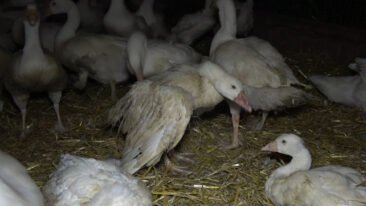 Deutsches Tierschutzbüro veröffentlicht Undercover-Bildmaterial aus deutschem Gänsemastbetrieb