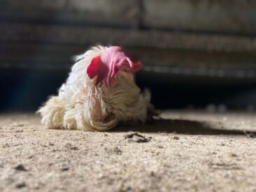 Bildmaterial belegt: Skrupelloser Hühnerhalter lässt Tiere verdursten und verhungern