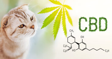 CBD Öl für Tiere – manchmal die letzte Hilfe