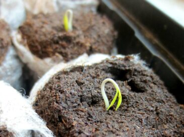 Gartenarbeiten – wann sollte man damit beginnen?