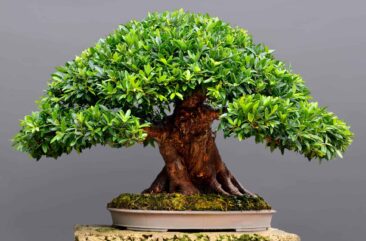 Yamadori – Bonsai Rohmaterial aus der Natur
