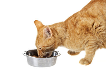 Der Lieblingsshop für anspruchsvolle Katzen – Paulas Tiershop