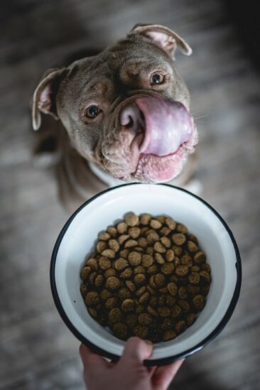 Potsdamer Start-Up forscht an der (Hunde-) Ernährung der Zukunft