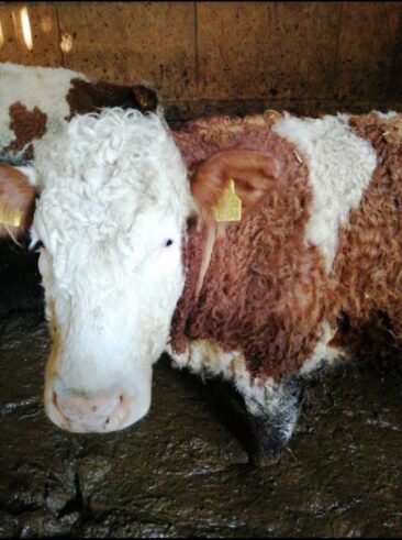 Rinder müssen kniehoch in Scheiße stehen – Deutsches Tierschutzbüro erstattet Anzeige