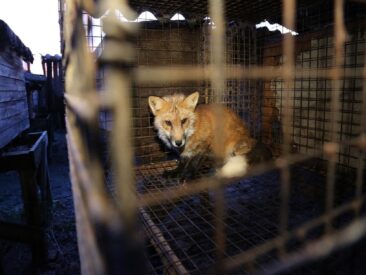 Über 70.000 Menschen fordern Import- & Handelsverbot von Pelzprodukten in Deutschland