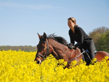 Kompakt aufbereitet: Urlaubs-Infos zum Reiten auf Rügen