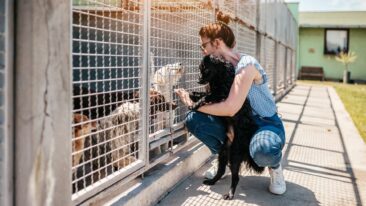 Mit Tierheimsponsoring Tierheime unterstützen