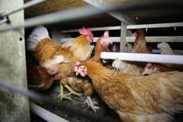 Staatsanwaltschaft ermittelt gegen Hühnerhalter im Kreis Coesfeld – Bildmaterial belegt Tierquälerei