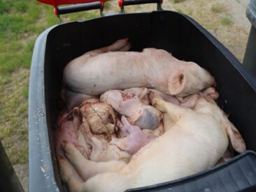 Lebende Ferkel in Kadaver-Tonne in Brandenburger Schweinezucht gefunden
