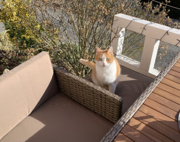 Wo Hund und Katze willkommen sind