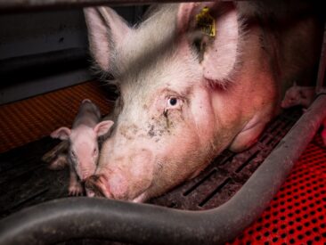 Kein Muttertag für Tiere – So sehr leiden die Muttertiere in der Tierindustrie
