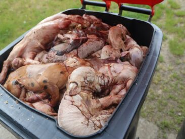 Brandenburg: Ungeschulte Personen in Tierhaltungsbetrieben – Ministerium bestätigt Problem