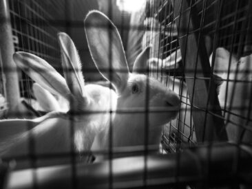 Online Petition mit 71.000 Unterschriften fordert Strafe für Tierquälerei