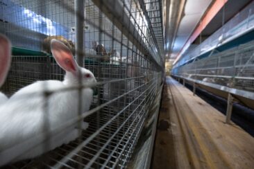 Siemens führt Tierversuche mit Kaninchen aus Skandal-Betrieb durch