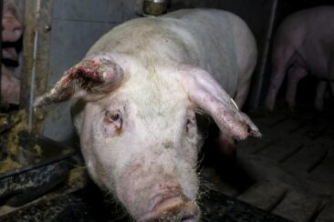 Bildmaterial belegt Tierquälerei von Schweinen in 7 Westfleisch Zulieferbetrieben – einer ist in Kalletal