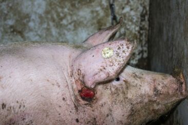 Tierquälerei in 7 Westfleisch Zulieferbetrieben aufgedeckt – einer davon ist in Beckum-Neubeckum