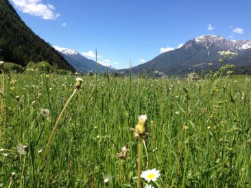 Überleben in der Wildnis