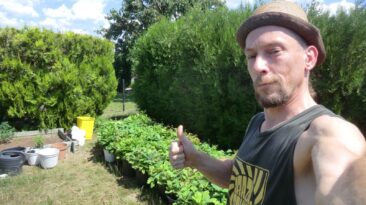 Agroforstwirtschaft mit Eichen und Hanf für mehr Artenvielfalt, Bewaldung und Bodenverbesserung