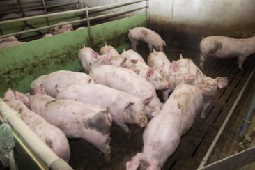 Videomaterial belegt Tierquälerei: Skrupelloser Schweinemäster erschießt Schweine mit seinem Gewehr