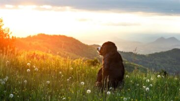 Artgerechtes Reico Hundefutter muss in jeden Haushalt – sagt Hundemahlzeit!