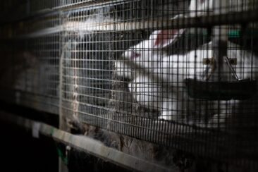 Deutschlands größter Kaninchenzüchter erwirkt Einstweilige Verfügung gegen Deutsches Tierschutzbüro