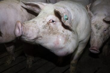 Nach Aufdeckung von Tierquälerei bei Tönnies Zulieferer: Verantwortliche stehen vor Gericht