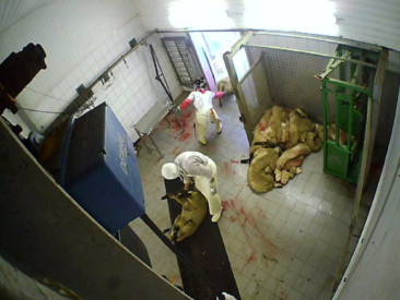 Nach Aufdeckung von Tierquälerei: Staatsanwaltschaft Köln ermittelt gegen Schlachthof in Hürth