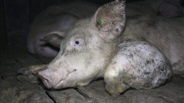 Nach Aufdeckung von Tierquälerei: Verantwortliche der größten Schweinemast Niedersachsens stehen vor Gericht