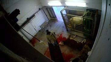 Schlachthof-Skandal aus Hürth bei Köln zieht Kreise bis in die Eifel