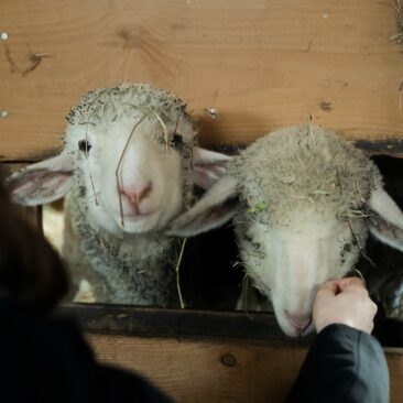Emotionale Tierbefreiung: Zwei Lämmer aus Schlachthof gerettet! – Patenschaften dringend gesucht