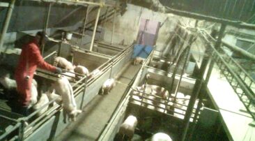 Mehrere skrupellose Schweinemäster aus Niedersachsen nun vorbestraft & Betriebsschließung