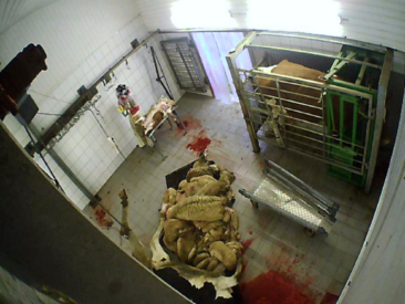 Nach einer weiteren Anzeige durch das Deutsche Tierschutzbüro ermittelt die Staatsanwaltschaft gegen Betreiber