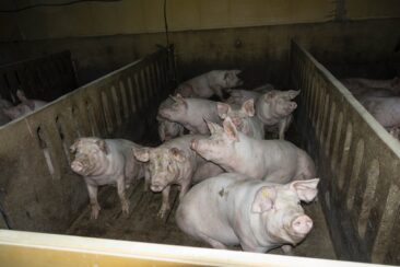 Verantwortliche der größten Schweinemast Niedersachsens stehen weiterhin vor Gericht