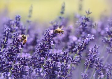 Mehr Lohn ohne mehr Arbeit – Kennen Sie das Bienenmodell?