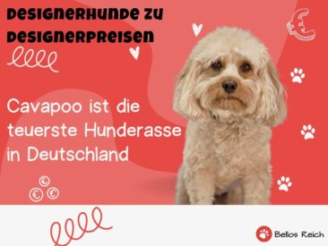 [Studie] Designerhunde zu Designerpreisen: Der Cavapoo ist die teuerste Hunderasse auf Online Tiermärkten