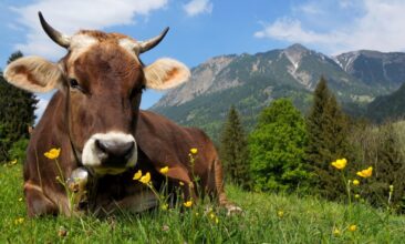 agriversa.org – Umfassende und effiziente Nutzung regenerativer Energien!